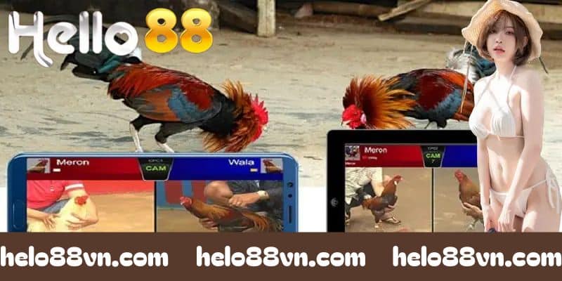 Những thông tin cơ bản về hình thức đá gà trực tuyến Hello88